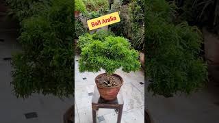 evergreenplant ballaralia aralia plant indoorplant shorts trendingplants howto care [upl. by Tneicniv]