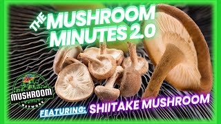 Mushroom Minutes 20 feat Shiitake  Lentinula Edodes shiitake fungi gourmetmushrooms [upl. by Plunkett]