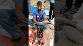 amazing big Roy fish cutting skills fishcuttingskill fish fishcuttinghouse [upl. by Abigael]