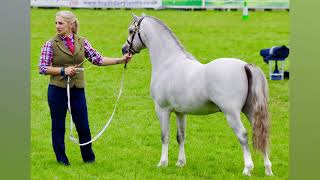 Royal Welsh Youngstock 2024 23 Jul 2024 [upl. by Brander]