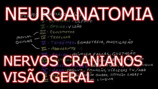 Aula Neuroanatomia  Nervos Cranianos Pares Cranianos  Visão Geral  Neuroanatomia Humana 6 [upl. by Silda240]