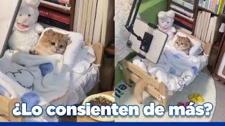 Gatito super consentido causa polémica en redes sociales [upl. by Anecusa222]