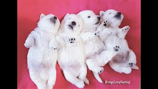 Cute Westie Puppies in a Funny Movie  Small and Strong Westie Puppies Sure to Make You Smile [upl. by Nauqes]