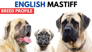 English Mastiff Dog Breed Profile History  Price  Traits  English Mastiff Dog Grooming Needs [upl. by Holds247]