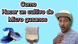 Como hacer un cultivo de Micro gusano de avena pla [upl. by Ennairod318]