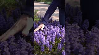 AJUGA GROUND COVER BUGLEWEED 🌿 Frankie Flowers [upl. by Alduino]