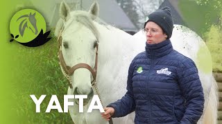 YAFTA étalon au Haras de la Neuve en 2024 avec Tangi Saliou [upl. by Docila]