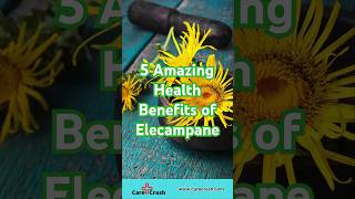 5 Amazing Benefits of Elecampane  carecrash [upl. by Atokad]