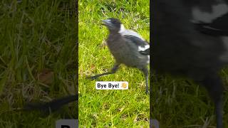 Australian Magpie Sound A Captivating Aussie Icon  Mummas Calling Gotta Run [upl. by Labotsirc336]