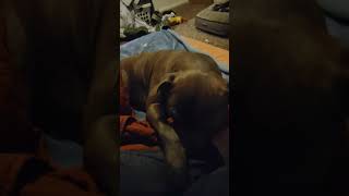 Watch Now Vicious Pit Bull Mauls Foot brindle pibble baby lovepup [upl. by Jeana369]