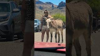 Wild Donkey in Oatman Arizona [upl. by Fannie465]