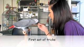 African Grey Parrot Tricks [upl. by Kiri]