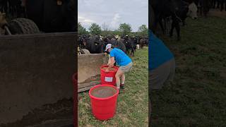 Lisa giving Mineral Tubs to Cows cattle cow farming femalefarmer agriculture justmakingit [upl. by Armando120]