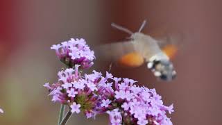 Hummingbird hawkmoth Macroglossum stellatarum  Veldhoven Netherlands 2782019 [upl. by Ardnuassak]