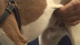 How To Castrate Male Dogs [upl. by Assened]