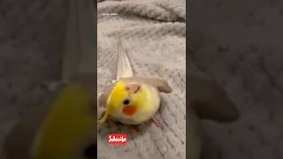 Cockatiel Bird Beatboxing 😘👏 shorts viral video woodworking [upl. by Hajan]