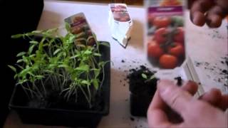 Comment réussir le repiquage de plants de tomates en godets [upl. by Boorman]