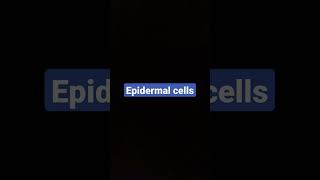 Epidermal cells [upl. by Ailecec]