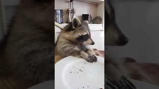 Funny animal videos raccoon [upl. by Sdlonyer797]