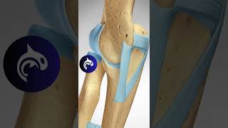 See what an MCL Tear of the Elbow looks like in 3D animation [upl. by Margette316]