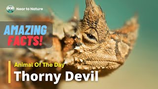 Animal Of The Day Thorny Devil  AMAZING FACTS [upl. by Enirhtac]