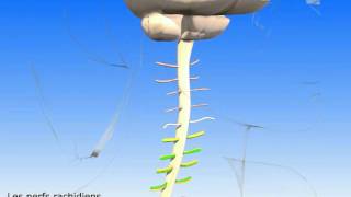 Moelle épinière et nerfs rachidiens Nerf crural et nerf sciatique [upl. by Calvin356]