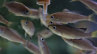 Cyprichromis leptosoma babies feedingartemia [upl. by Aznecniv]