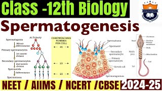 Spermatogenesis  Gametogenesis  Human Reproduction  Class12 Biology NEET [upl. by Ierna]