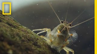 Thanks to Shrimp These Waters Stay Fresh and Clean  Short Film Showcase [upl. by Rinum]