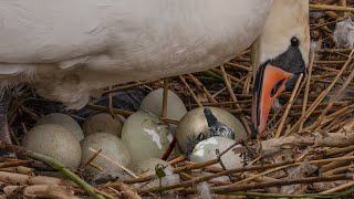 Swan Cygnets Hatching from Eggs  Amazing Close Up View  Discover Wildlife  Robert E Fuller [upl. by Madonna]