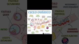 Sistema Genital Femenino y Ciclo ovarico y menstrual [upl. by Rodmun422]