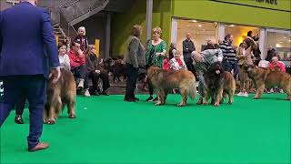 Leonberger Open Male Crufts 24 [upl. by Idid]