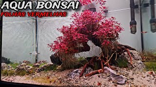 PLANTAMOS O AQUÁRIO BONSAI COM UMA PLANTA VERMELHA [upl. by Akcirahs332]