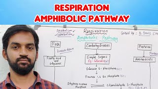 Amphibolic Pathway  Respiration  Bilingual  Tamil  Senthilnathan [upl. by Velda90]