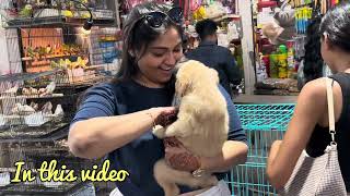 low Price Pets shop in Crawford Market Mumbai  Mumbai Cheap Pet Market [upl. by Anomor]