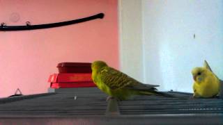 My Budgies Mating ParakeetsTigrici Parenje Papagaji [upl. by Nwahsyt]