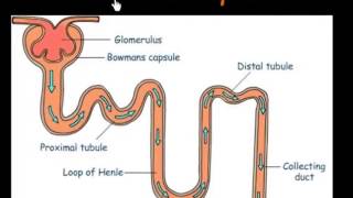 Function of Nephrons [upl. by Ardy]