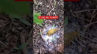 pouring salt to a slug that eat my plants filamcountryliving [upl. by Assyla689]