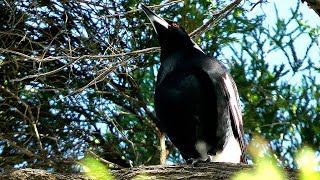 A closeup of a juvenile Australian magpie warbling while Torresian crows are calling [upl. by Disraeli]