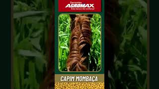 Capim Mombaça  Sementes Agromax [upl. by Janet]