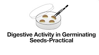 Investigating Digestive Activity in Germinating SeedsBiology BugbearsLeaving Cert Biology [upl. by Bacon]