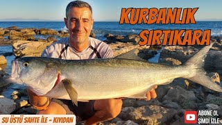 Balık Avı  Kurbanlık Sırtıkara  Bluefish  Su Üstü Sahte İle Lüfer Kofana Avında Gelen Sırtıkara [upl. by Imoin]