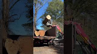 treecuttingservice foryou youtubeshorts live wood treeservice treeservicesnearme viralvideo [upl. by Ayardna]