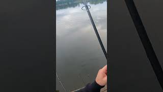 Amur za Amurem TAK się ŁOWI shorts carp fish carpfishing fishing hobby wędkarstwo2023 fox [upl. by Sitoiganap]