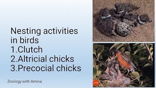 Difference between Altricial and precocial chicks  Nesting activities in birds [upl. by Anipsed9]