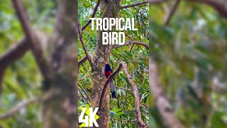 3 HRS Tropical Bird Singing  Whiterumped Shama from Hawaii  4K Vertical Screensaver [upl. by Llertnad]