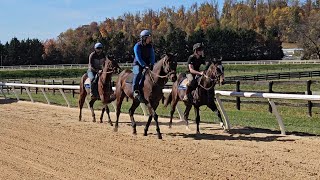 First day on the track for yearlings Rockyhumor and Adventus w Sonja on track pony Mosler Safe [upl. by Herald]