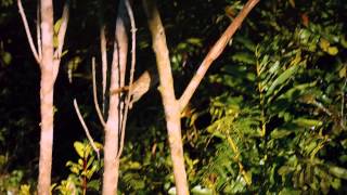 Wild Madagascar with David Attenborough  Madagascar Island of Marvels Preview  BBC [upl. by Akira690]