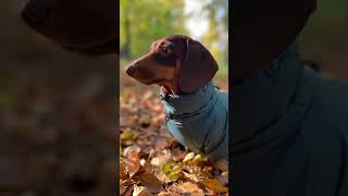 Комбинезоны для такс таксамматаксаэллитаксасобакисмешныеживотные dachshund jazz music song [upl. by Ainimre]