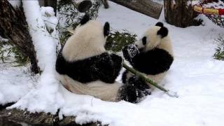 Pandas enjoy fresh snow in Vienna Zoo [upl. by Hardy]